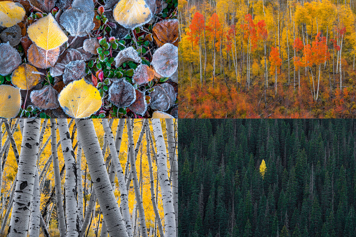 Colorado fall colors photo gallery 2023, Share your pictures